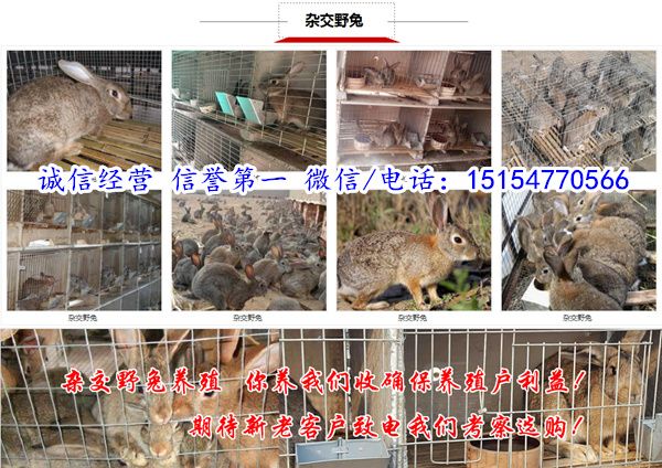 海南宠物兔养殖基地