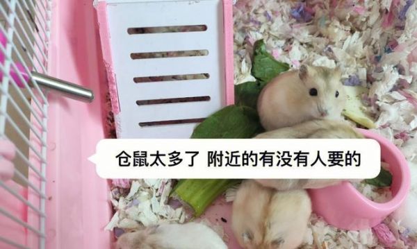 布丁仓鼠的全面饲养指南（如何给布丁仓鼠提供一个温馨的家园）