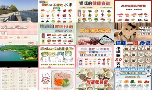 三个月小猫食谱