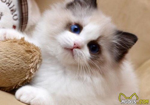 如何挑选合适自己的猫咪