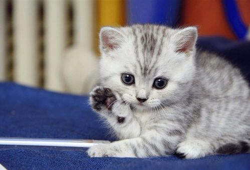 宠物猫该怎么买