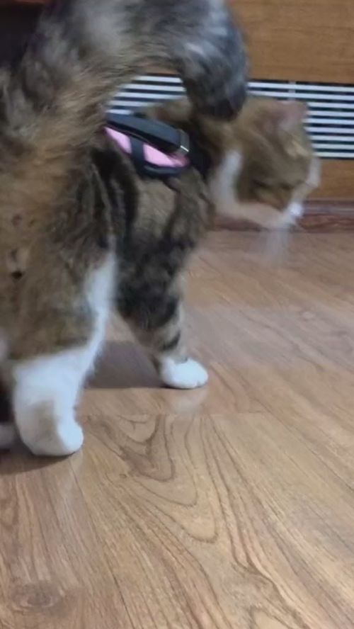 小城市怎么买宠物猫呢