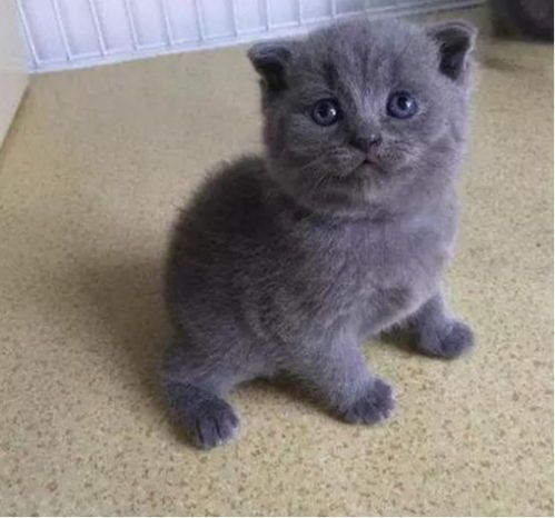 新西兰怎么购买宠物猫