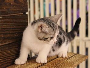 怎么合法买宠物猫