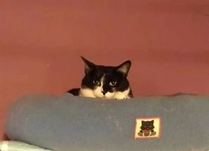 怎么购买新年宠物猫