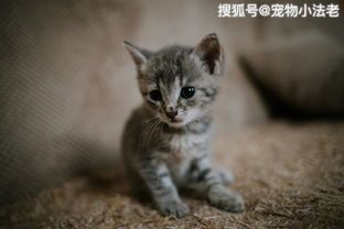 宠物猫疫苗怎么买