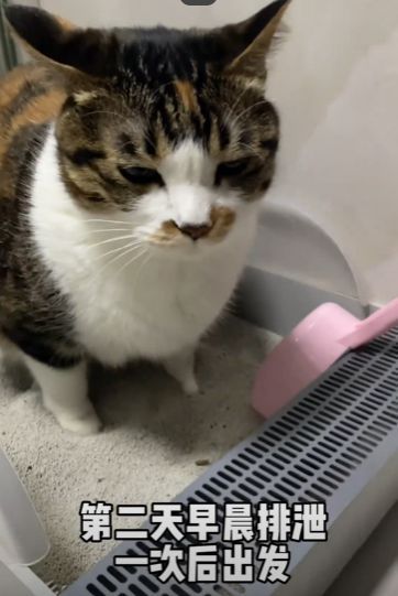 怎么买新年宠物猫