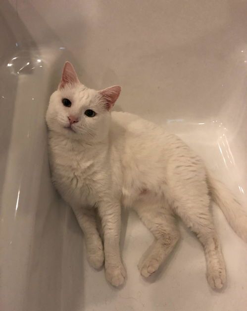 怎么买国外的宠物猫