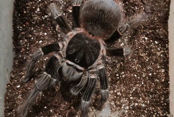 巴西所罗门食鸟蜘蛛的生活习性!