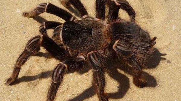 巴西所罗门食鸟蜘蛛的生活习性!