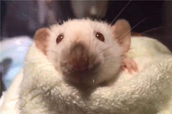 花枝鼠为什么不建议养?臭吗 花枝鼠是老鼠吗
