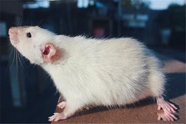 花枝鼠为什么不建议养?臭吗 花枝鼠是老鼠吗