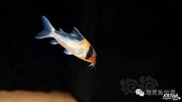 【鼠鱼】老鼠饲养的18条注意事项&三大专题总结-图2