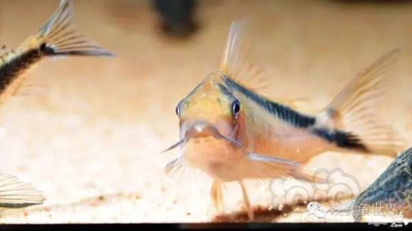 【鼠鱼】老鼠饲养的18条注意事项&三大专题总结-图5