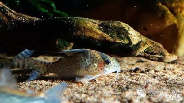 【鼠鱼】老鼠饲养的18条注意事项&三大专题总结-图3