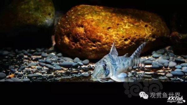 【鼠鱼】老鼠饲养的18条注意事项&三大专题总结-图4