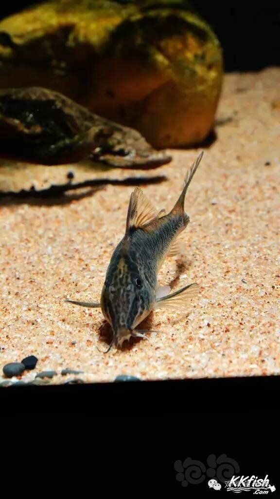 【鼠鱼】老鼠饲养的18条注意事项&三大专题总结-图6