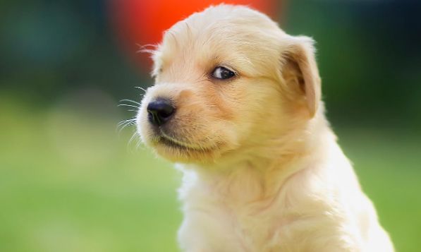 养宠分享:幼犬应该吃什么样食物才好?