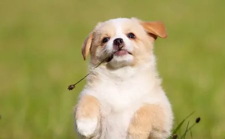 养宠分享:幼犬应该吃什么样食物才好?