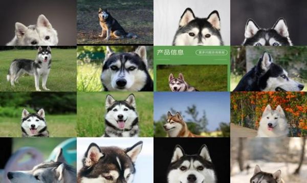 哈士奇成年犬图片大全