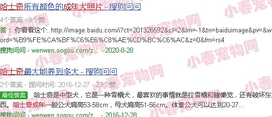 哈士奇成年犬图片大全