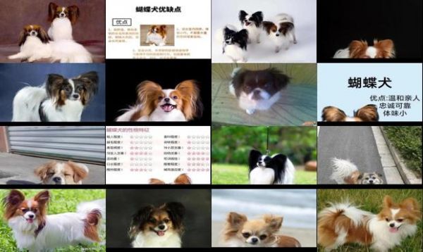 蝴蝶犬多大成年