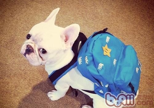 法斗的饮食注意事项