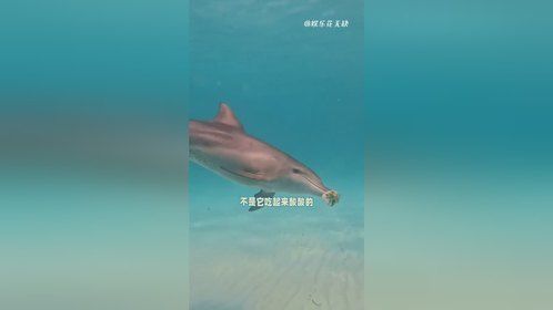 一身柠檬黄是它的完美伪装