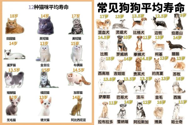 不同犬猫品种的平均寿命存在差异/图源:小红书