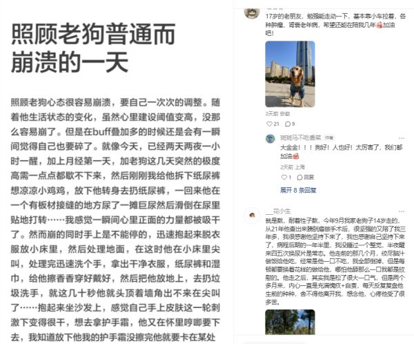 照护老年犬猫需要远超常人想象的精力和耐心/图源:小红书