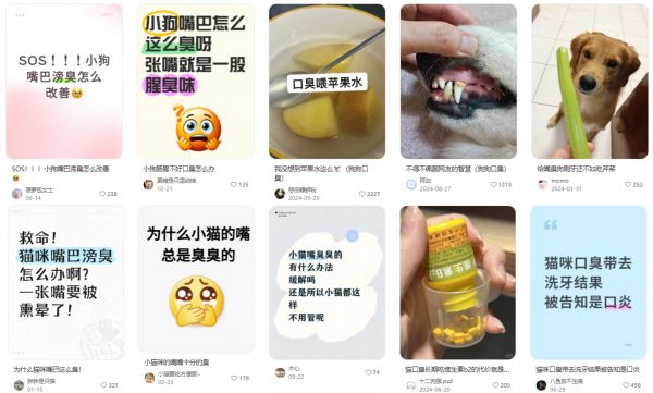 口臭是犬猫普遍问题,进入老年期后口腔健康问题更是频发/图源:小红书