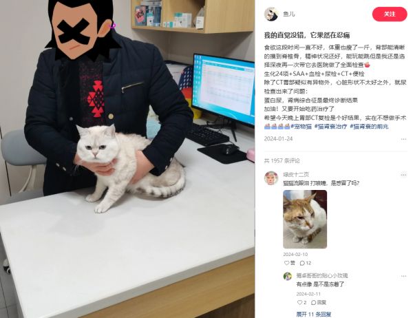 猫忍痛能力强,生病早期往往很难察觉,一旦表露出明显症状多数已到晚期/图源:小红书