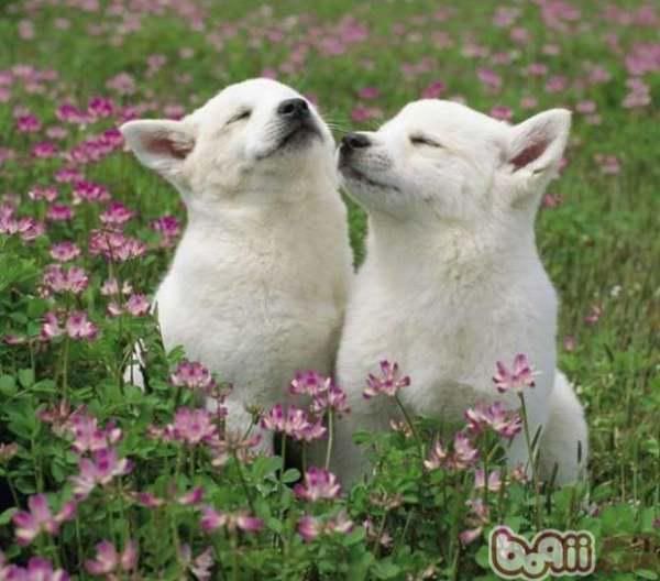 如何训戒赌犬的方法有哪些,戒赌秘诀