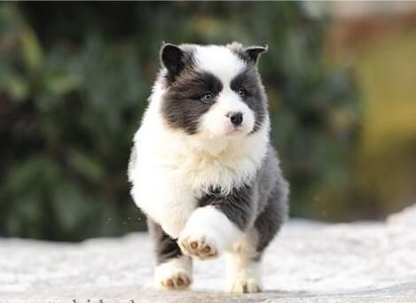 如何训戒赌犬的方法有哪些,戒赌秘诀