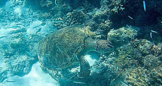 玳瑁西部赫曼陆龟饲养全指南（打造舒适、健康的家园，让你的陆龟健康快乐生活）