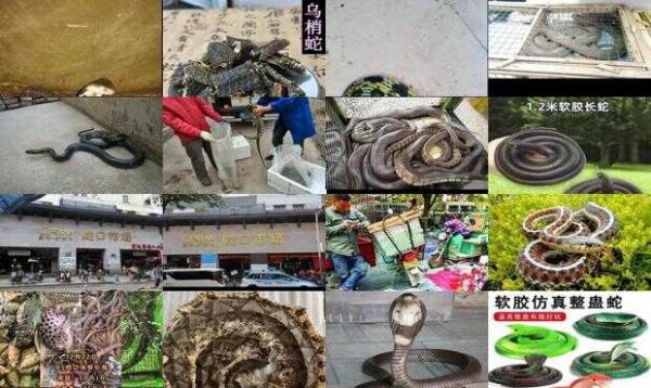 蛇批发市场在哪里