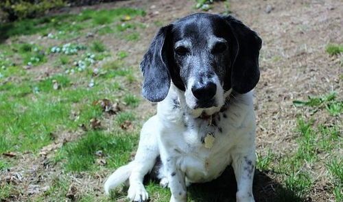 宠物饮食，避开这些禁忌！