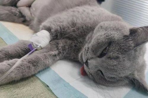 猫咪球虫饮食禁忌,关注宠物健康。