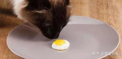 猫咪饮食禁忌：米饭不宜喂食