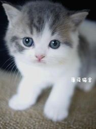 猫咪饮食禁忌：米饭不宜喂食