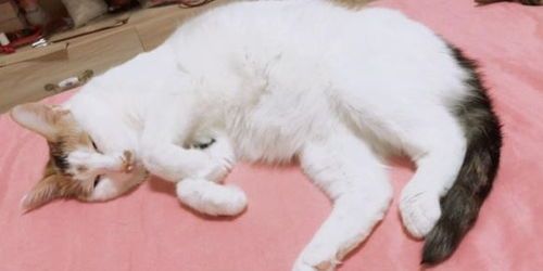 猫咪饮食禁忌大盘点