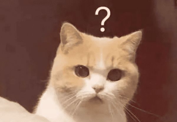 冠邦丨猫咪饮食禁忌,秋天如何料理?