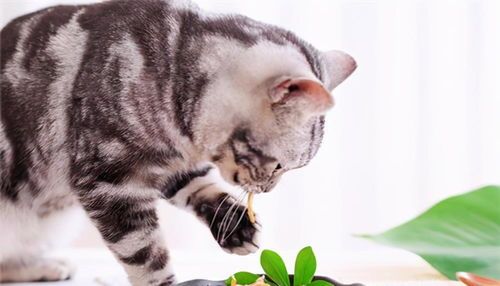 猫咪饮食禁忌：羊肉慎食