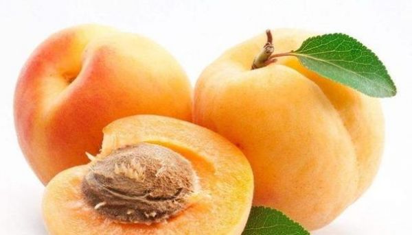 泰迪狗饮食禁忌（保护宠物健康，警惕这些水果的危险）