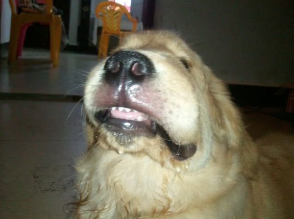 一只金毛犬坐在草地上,面前放着一个小碗,碗中有几粒煮熟的玉米粒,狗狗好奇地看着,主人蹲在一旁微笑着引导