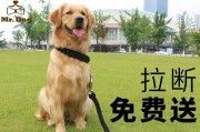 如何正确给宠物小狗戴牵引绳（详细步骤及注意事项）