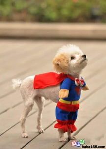 萌宠日记：狗狗萌态百出