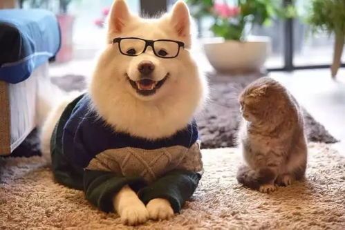 萌宠日记：狗狗萌态百出