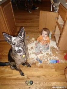 “宠物直播意外翻车,萌态百出!”