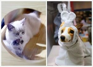 萌宠美女,萌态可掬,宠物界的网红!